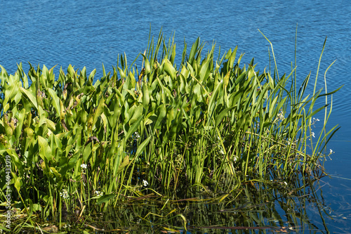 Green Reeds Growing in Pond Water -- blue pond water surrounds green reeds 