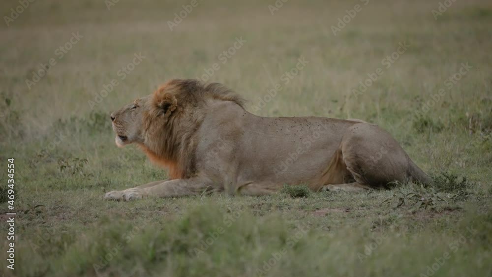 Male lion lies down roaring in early morning; African savanna Male lion lies down roaring in early morning; African savanna
