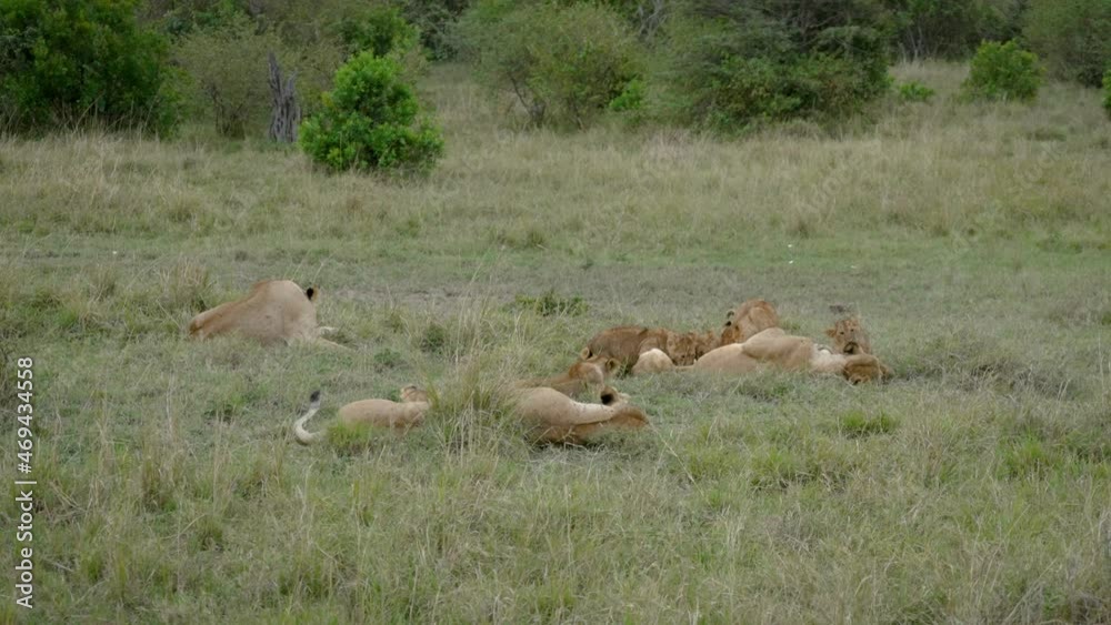 Lion cubs socialising with lionesses, lying down on grass; static shot Lion cubs socialising with lionesses, lying down on grass; static shot