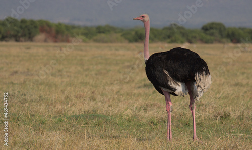 single male ostrich standing alert in the wild savannah of the masai mara, kenya
