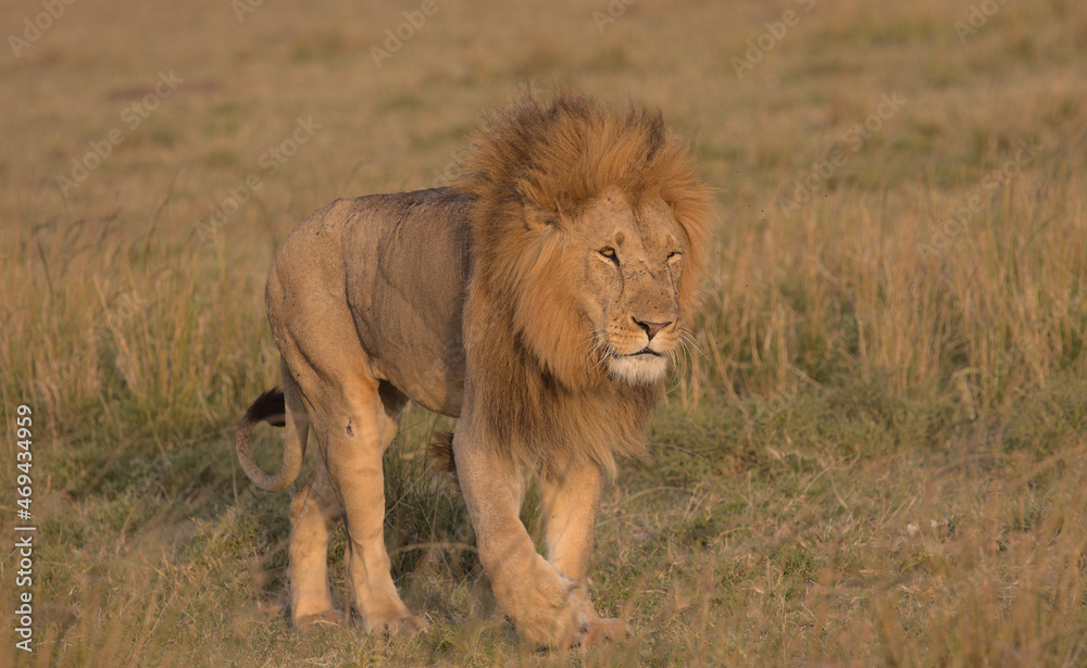 male lion walking in the wild savannah of masai mara, kenya male lion walking in the wild savannah of masai mara, kenya