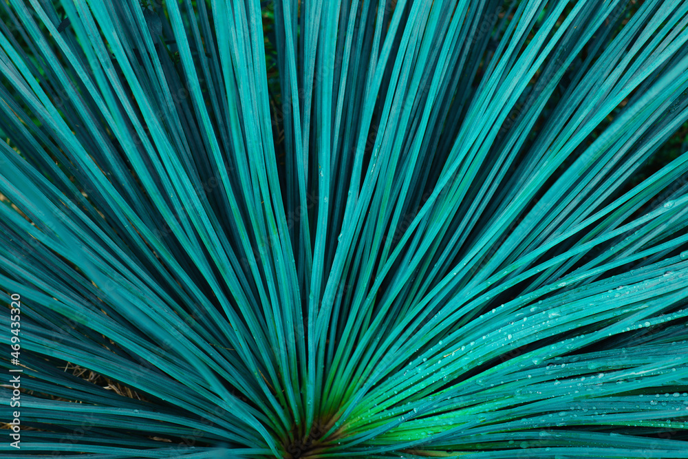 Obraz premium closeup nature view of green leaves background, dark nature concept