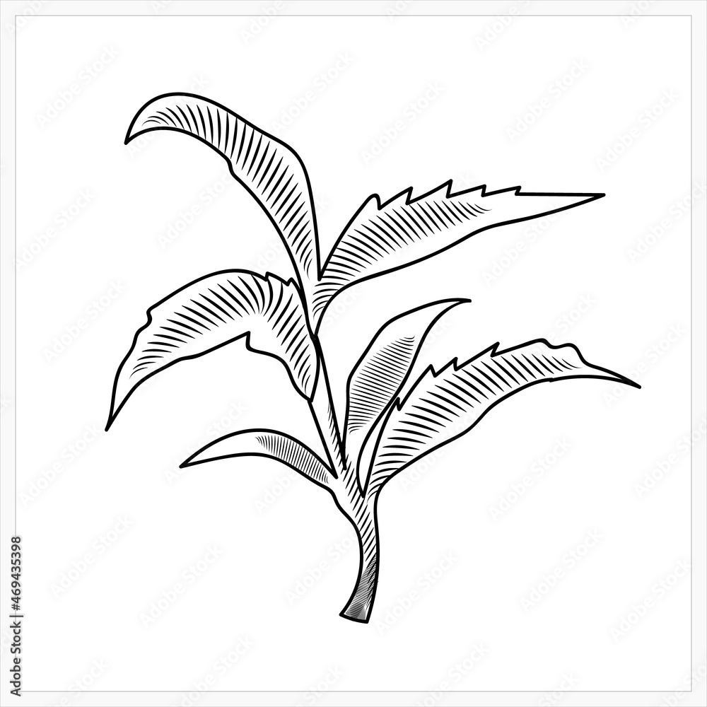 Tea tree branch.Image in the style of engraving.Pattern.