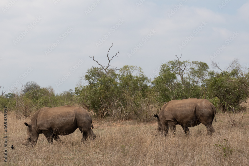Side profile of a  pair of de-horned white rhinoceros - Ceratotherium simum - grazing in the bushveld. Location: Kruger National Park, South Africa