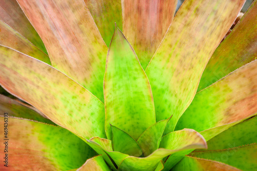 closeup agave cactus textures, abstract natural green background. photo