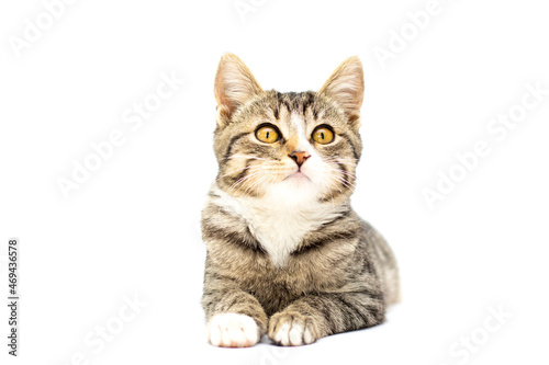 Tabby cat lies on white background