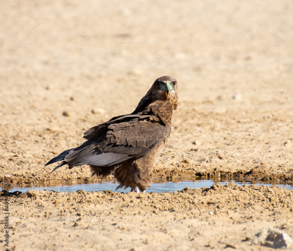 Obraz premium Immature Bateleur Eagle