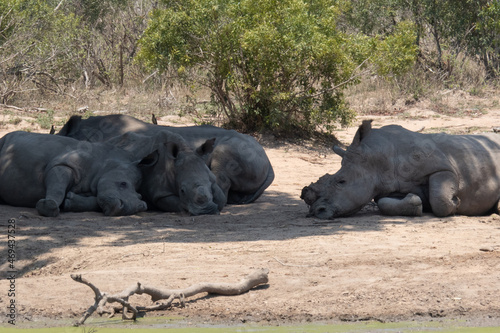 A herd of de-horned white rhinoceros - Ceratotherium simum - lying down and resting in shade close to a muddy waterhole. Location: Kruger National Park, South Africa