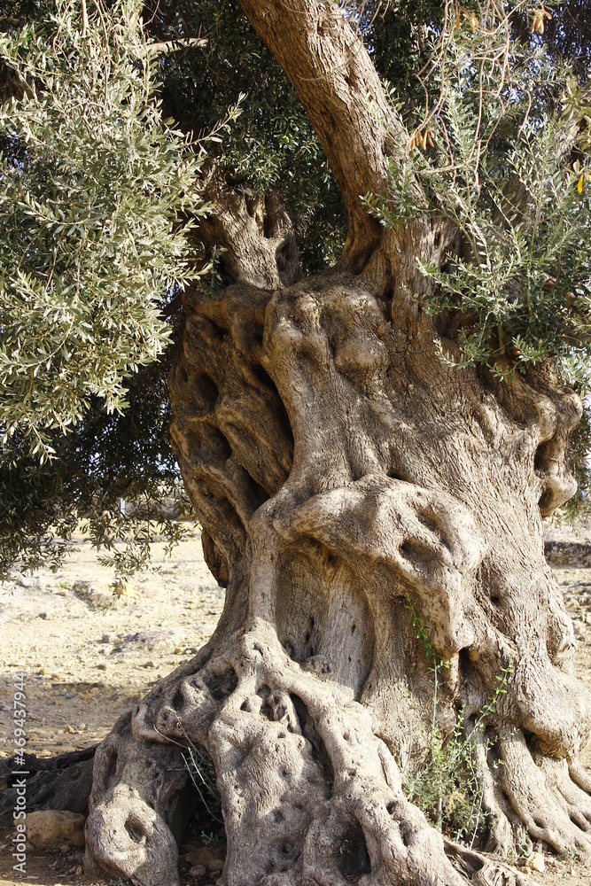 Giant olive tree