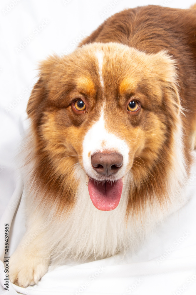 Australian Shepherd Dog on white background and looking to the camera