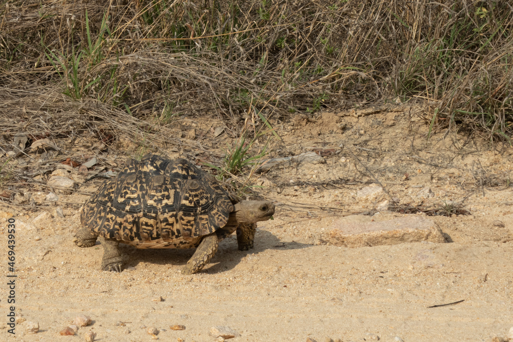 Obraz premium Side profile of a leopard tortoise - Stigmochelys pardalis - walking in the grass. Location: Kruger National Park, South Africa