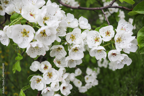 Blooming spring branch with white flowers on the tree 