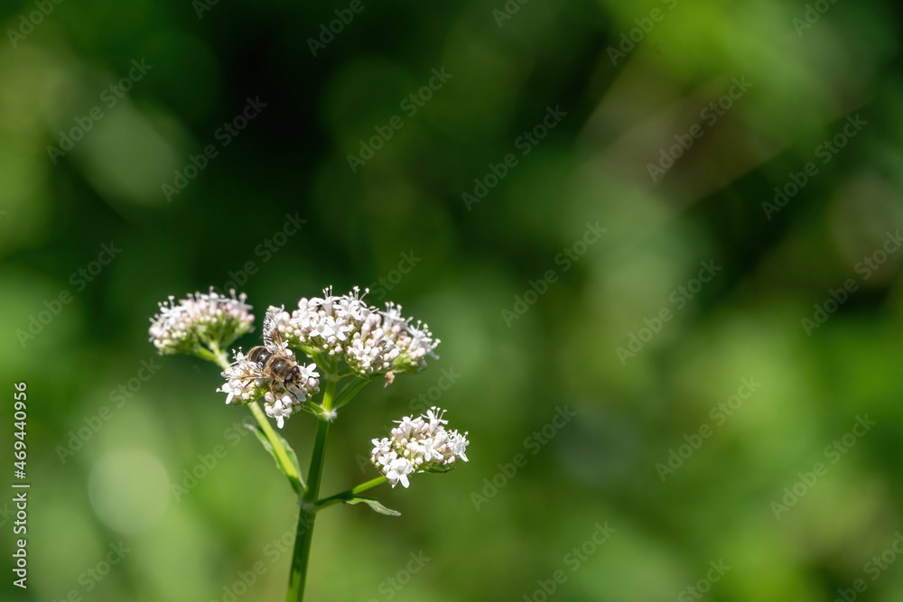 Honey bee collecting pollen from white flowers. Soft green background. Summer, wild flowers, calm, soothing Honey bee collecting pollen from white flowers. Soft green background. Summer, wild flowers, calm, soothing