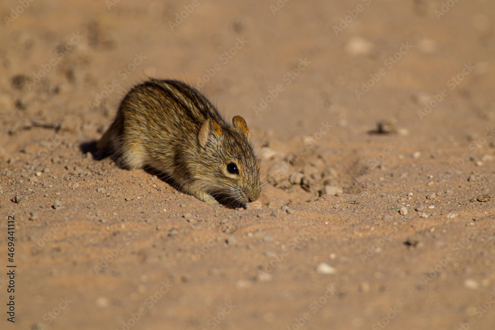 Striped mouse digging on a dirt road in the Kgalagadi Park, South Africa
