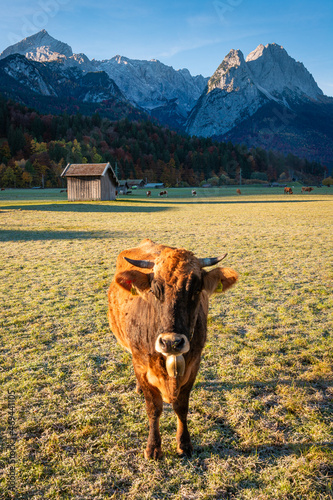 Kuh vor Zugspitze und Waxenstein in Garmisch Partenkirchen photo