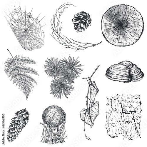 Vector collection of hand drawn forest plants, fly agaric, cobweb on white background.