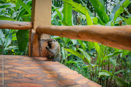 The green monkey, also known as the sabaeus monkey, is an Old World monkey with golden-green fur and pale hands and feet. photo