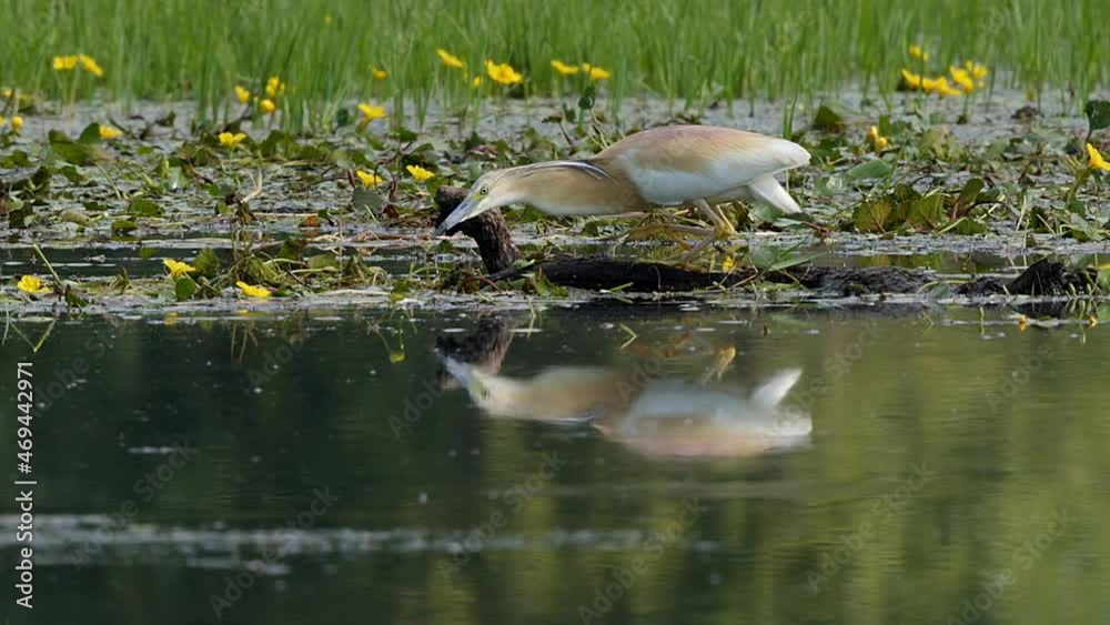 A Squacco heron (Ardeola ralloides) stalks along a floating log at the rivers edge making an unsuccessful stab at prey at the Lake Kerkini wetland in Northern Greece.