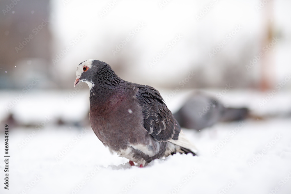 Beautiful pigeons sit in the snow in the city park in winter. Close up of pigeons in winter on the square in the park. Birds in the cold are waiting for food from people. Beautiful pigeons sit in the snow in the city park in winter. Close up of pigeons in winter on the square in the park. Birds in the cold are waiting for food from people.
