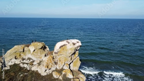 sea lion on the rocks