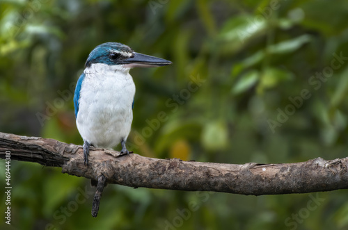 Collared Kingfisher perching on tree branch , Thailand © PK4289