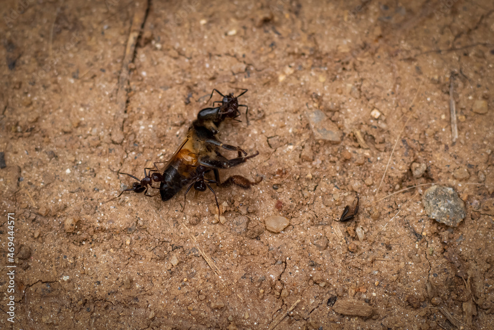 Group of ants biting the dead giant bee on the ground Group of ants biting the dead giant bee on the ground