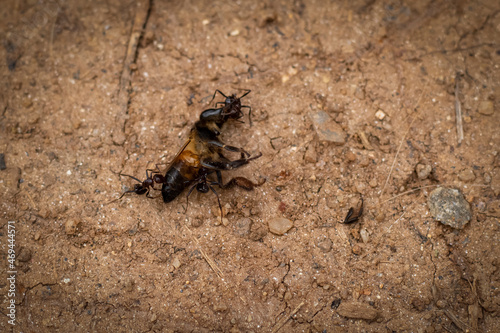 Group of ants biting the dead giant bee on the ground