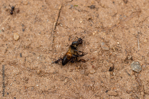 Ants on the ground biting the dead giant bee