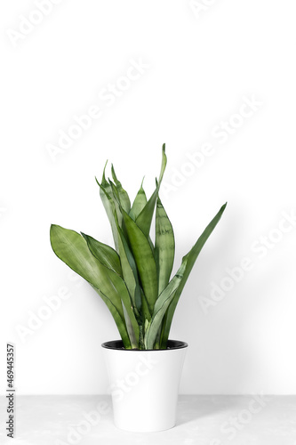 Sansevieria plant in a modern flower pot stands on a gray table on a white background. Home plant Sansevieria trifa. Home Gardening concept. Selective focus