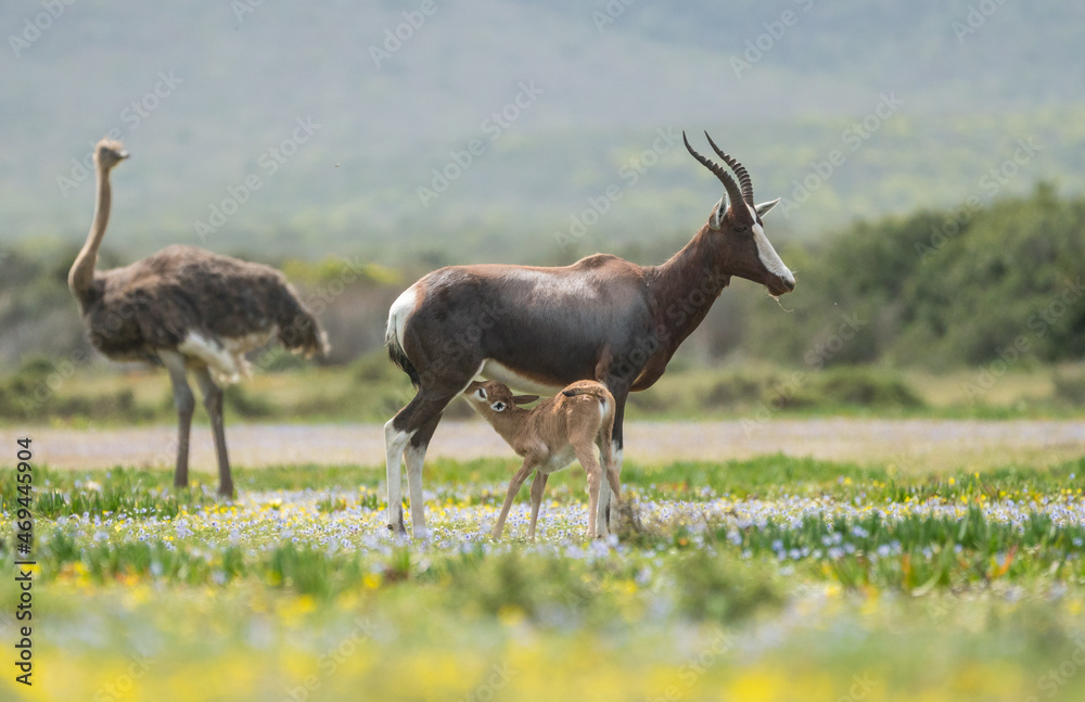 Fototapeta premium Bontebok (Damaliscus pygargus pygargus) adult and calf or baby suckling or nursing in Spring flowers at De Hoop nature reserve, Western Cape, South Africa