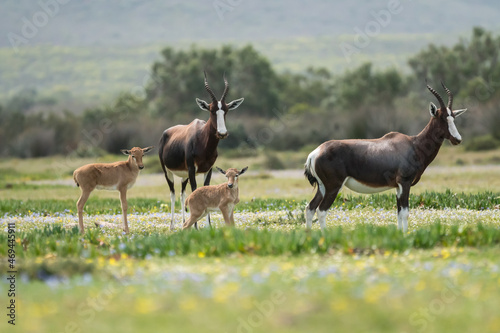Bontebok (Damaliscus pygargus pygargus) pair of adults with two calves in Spring flowers at De Hoop nature reserve, Western Cape, South Africa