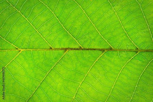 Close up of a green leaf. Macro Photography