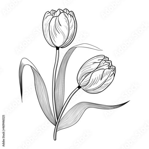 Monochrome bouquet of two tulips with leaves. Flower line art. Isolated white background.