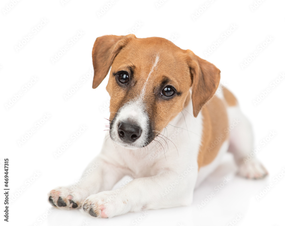 Cute Jack russell terrier puppy lies and looks at camera. Isolated on white background