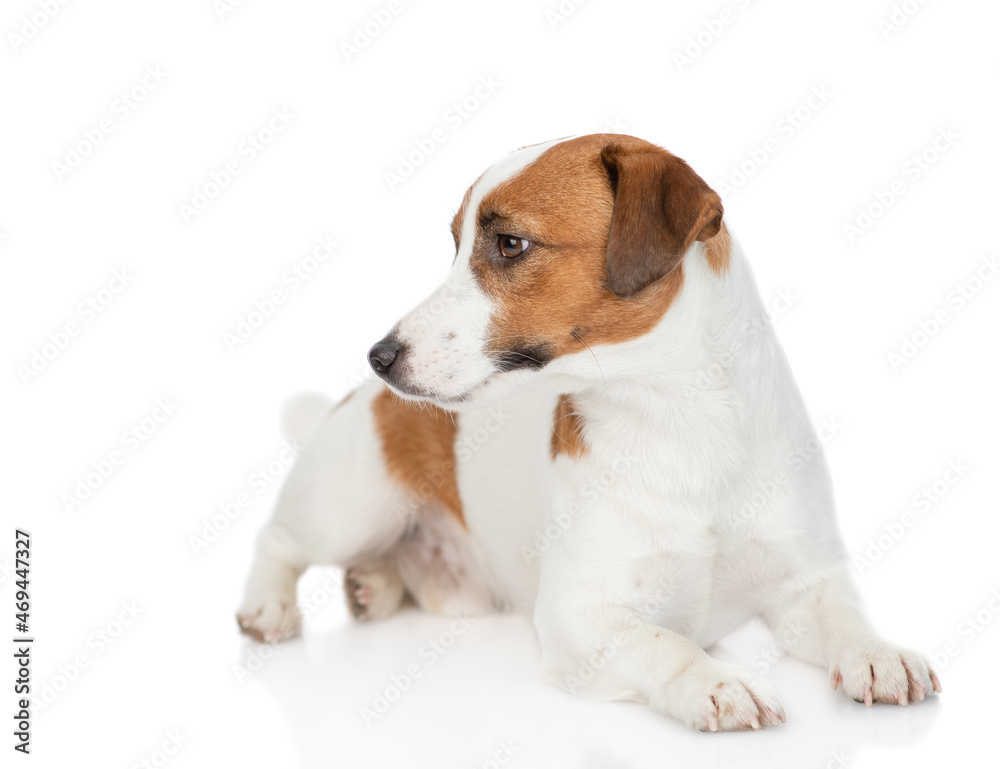 Young Jack russell terrier puppy lies and looks away on empty space. Isolated on white background