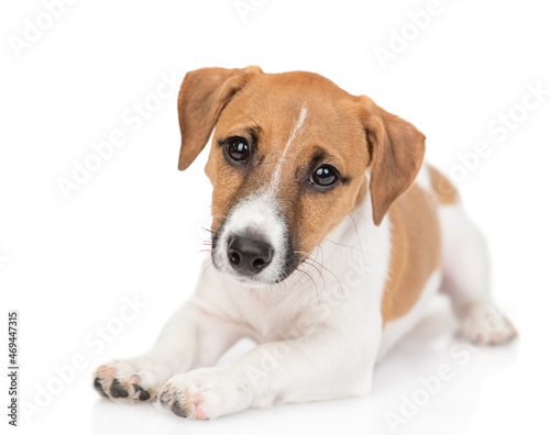 Cute Jack russell terrier puppy lies and looks at camera. Isolated on white background