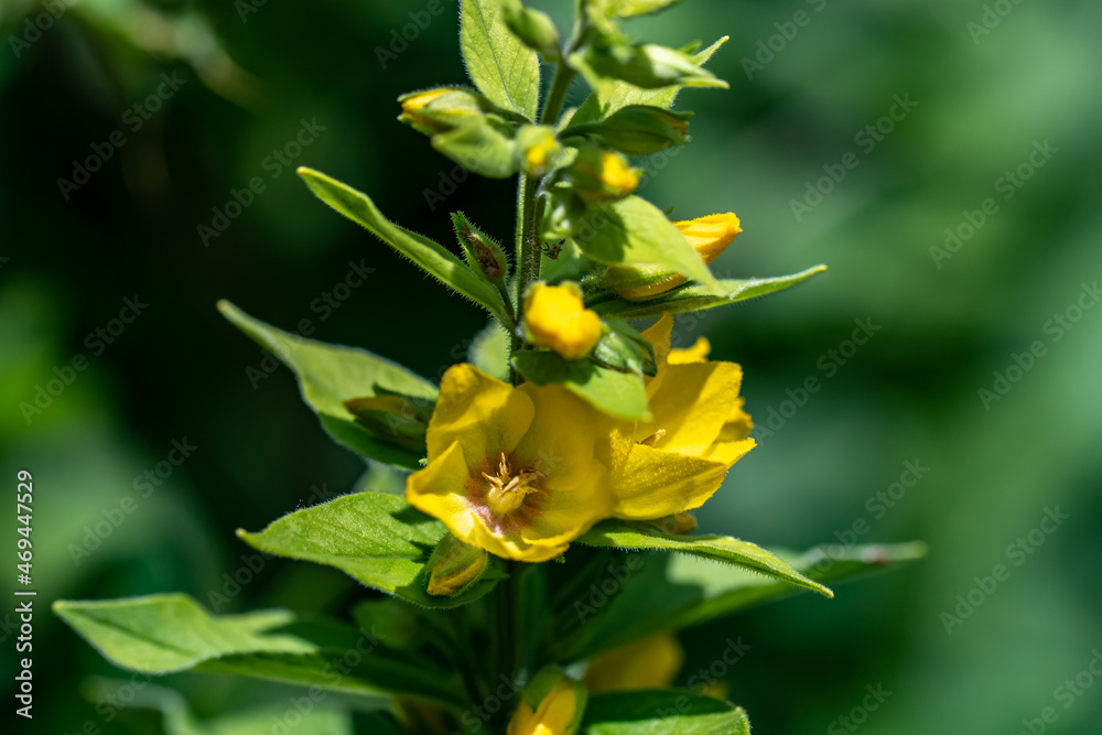 Fototapeta premium Lysimachia vulgaris flower in meadow, close up 