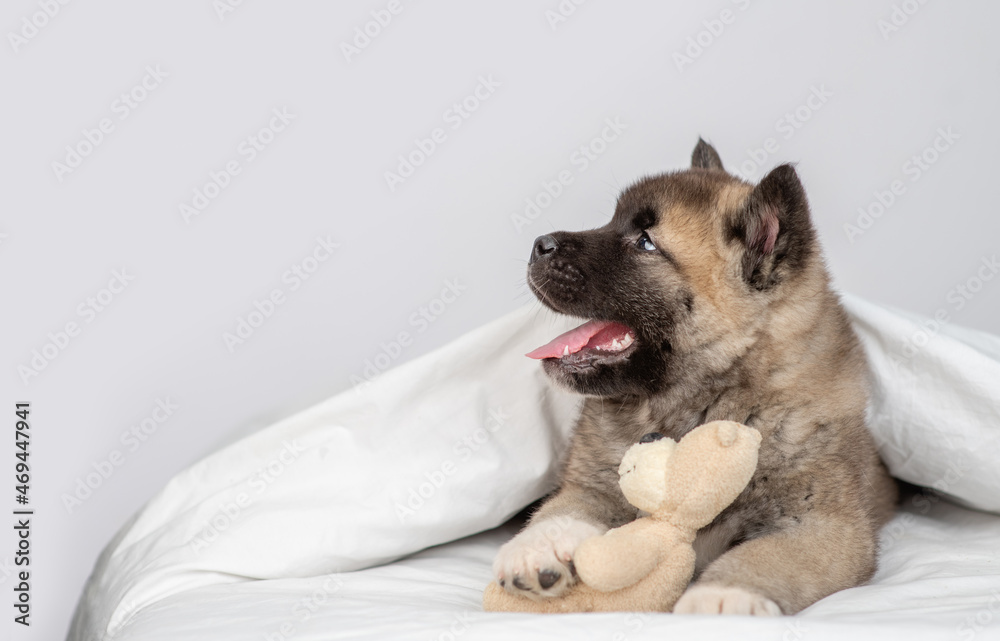 Cozy American akita puppy lies under warm blanket on the bed at home, hugs favorite toy bear and looks away on empty space Cozy American akita puppy lies under warm blanket on the bed at home, hugs favorite toy bear and looks away on empty space