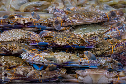 Pile of Blue Swimmer crabs, Portunus pelagicus, on display at a UK fishmongers shop
