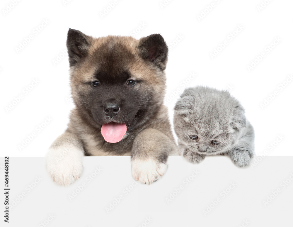 Obraz premium American akita puppy and tiny kitten looks above empty white banner. Isolated on white background