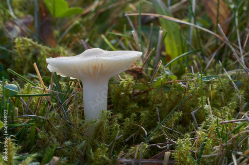 Edible mushroom Cuphophyllus virgineus in forest meadow. Known as snowy waxcap. Wild white mushroom growing in the grass.