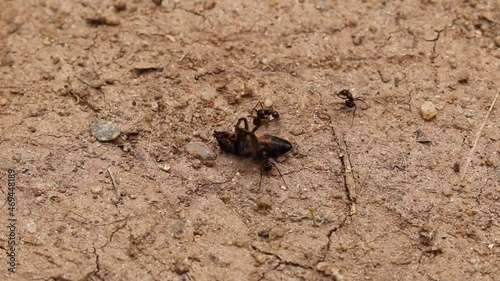 Group of ants biting the dead giant bee on the ground