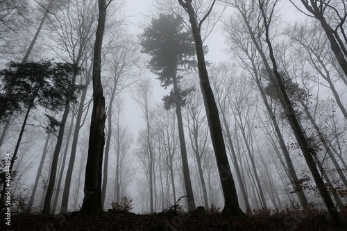 The misty and mysterious forest