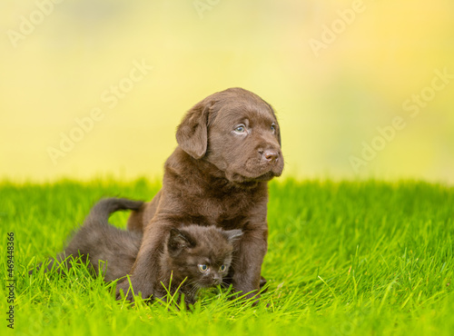 Chocolate Labrador Retriever puppy hugs black kitten on green summer grass