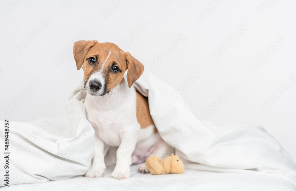 jack russell terrier puppy sits with toy bear under white warm blanket on a bed at home and looks at camera. Empty space for text