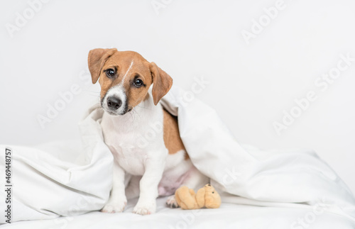 jack russell terrier puppy sits with toy bear under white warm blanket on a bed at home and looks at camera. Empty space for text