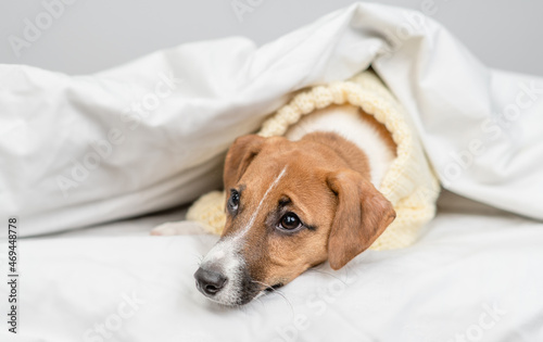 Unhappy Jack russell terrier puppy  wearing warm sweater lying  under white warm blanket on a bed at home