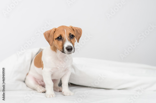 jack russell terrier puppy sits under white warm blanket on a bed at home and looks at camera © Ermolaev Alexandr