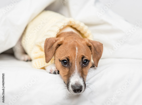 Sad jack russell terrier puppy lying under white warm blanket on a bed at home