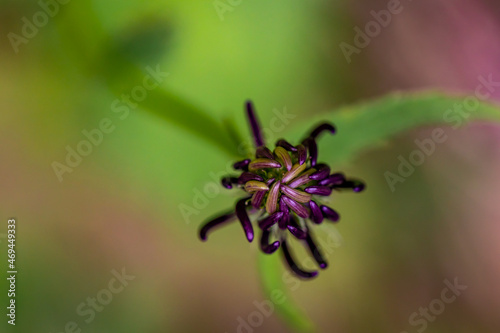 Phyteuma ovatum flower growing in mountains © klemen